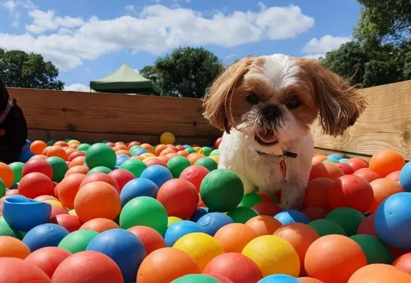 Ball pit fun in sun