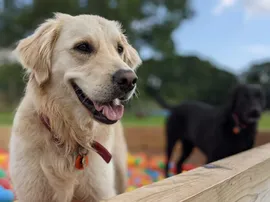 Ball pit fun