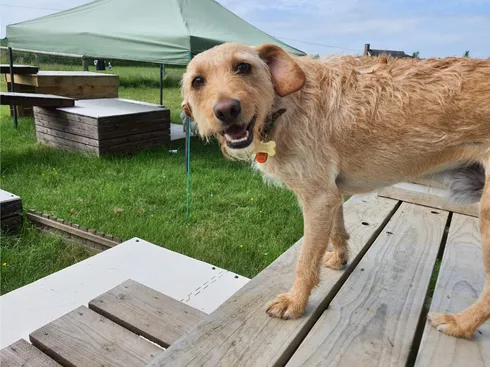 Dog at dog day care
