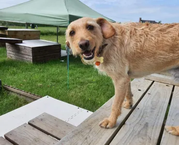 Dog on the fort