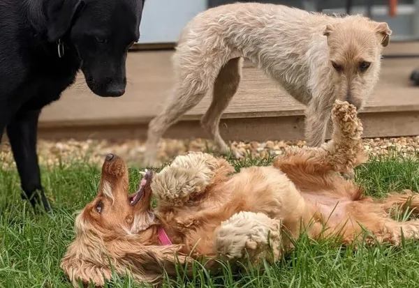 Dogs playing