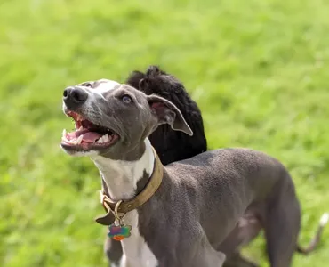 Dog smiling at day care