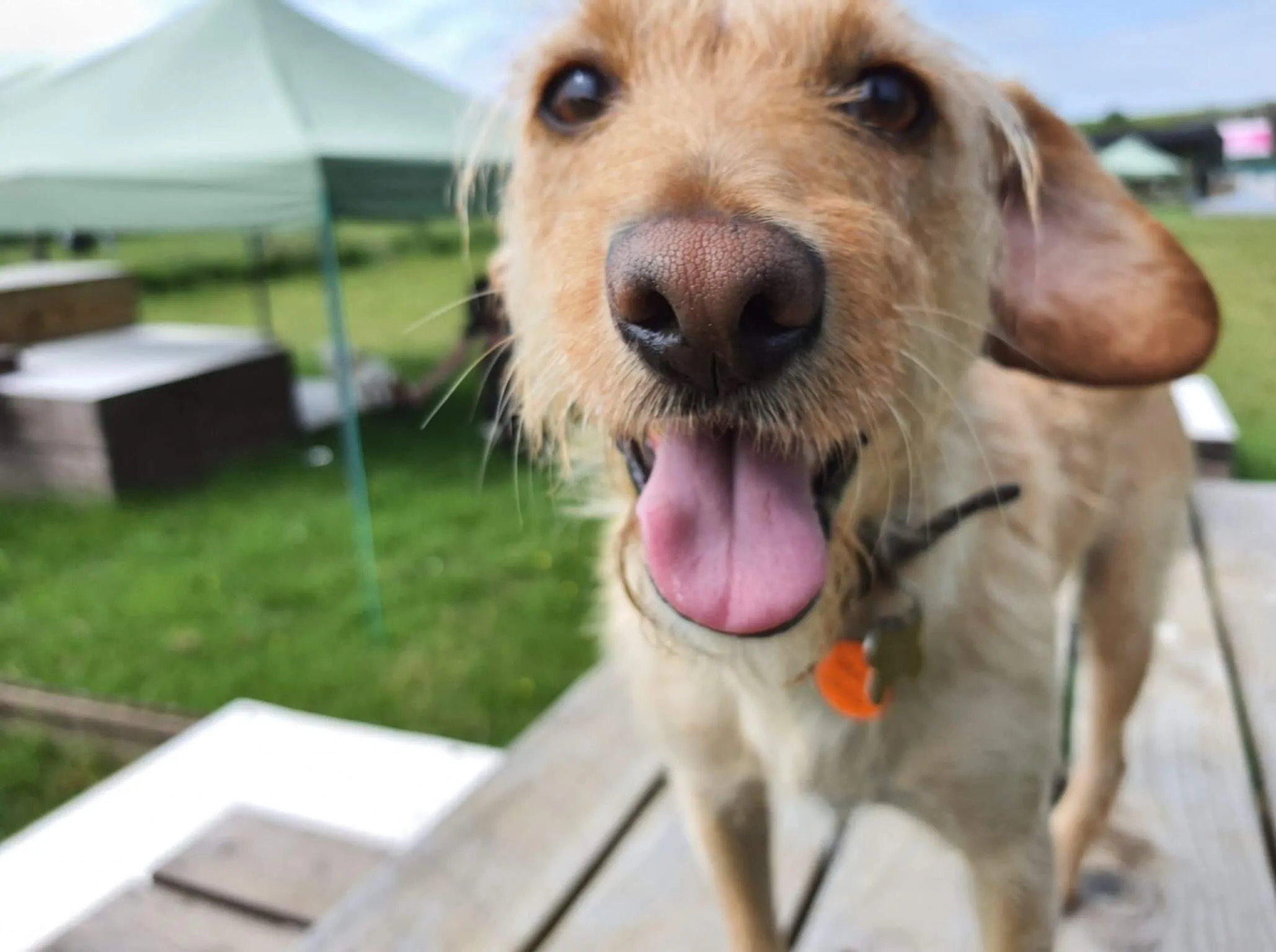 Doggie day care can be a great way to practice social skills