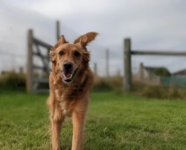 Doggy Day Care Smiles