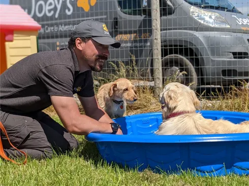 Dogs by the pool