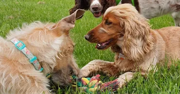 Dogs having fun with friends