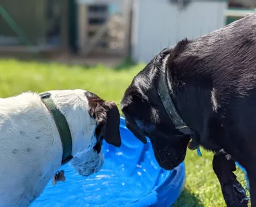 Dogs looking at pool