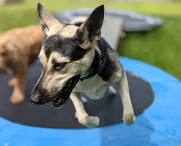 Dogs on trampoline