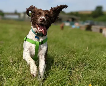 Fun loving dog