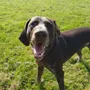 Erik smiling at Doggie Day Care