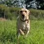 Beautiful puppy having fun