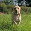 Beautiful puppy having fun