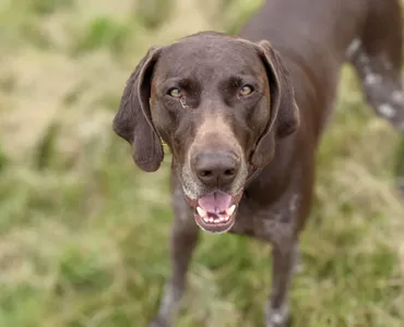 Happy GSP