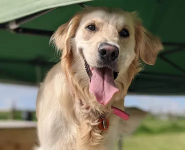Happy dog under gazebo