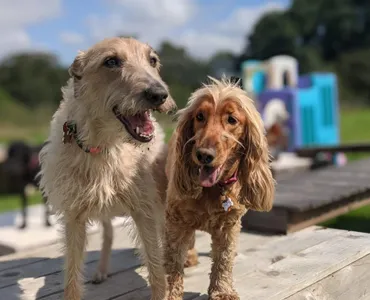 Making friends at doggy day care