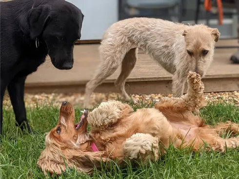 Three dogs having fun