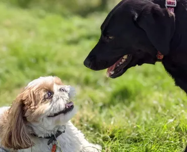 Two dogs loving joeys
