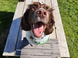 Very happy dog