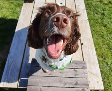 Very happy dog