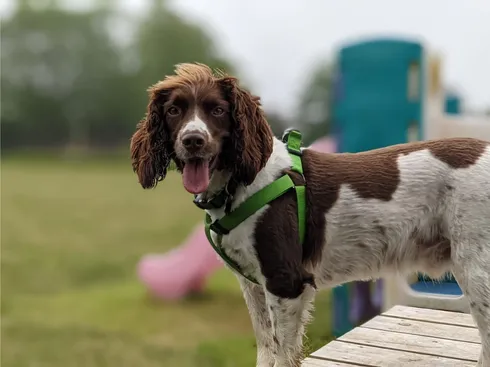 Dog on the fort