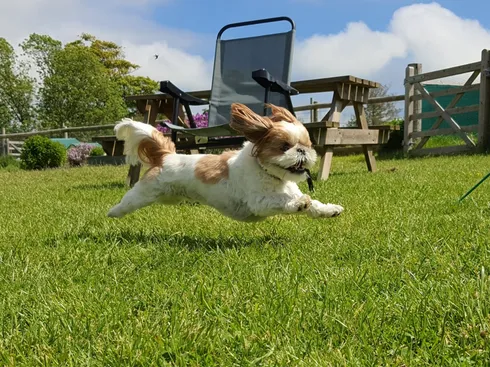 Dog running through the grass