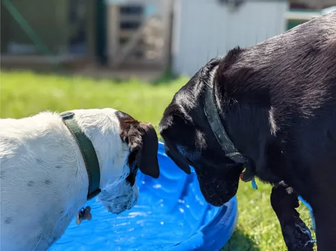 Dogs looking at the swimming pool