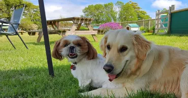 dogs making friends
