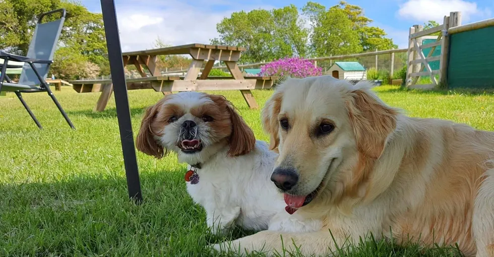 dogs making friends