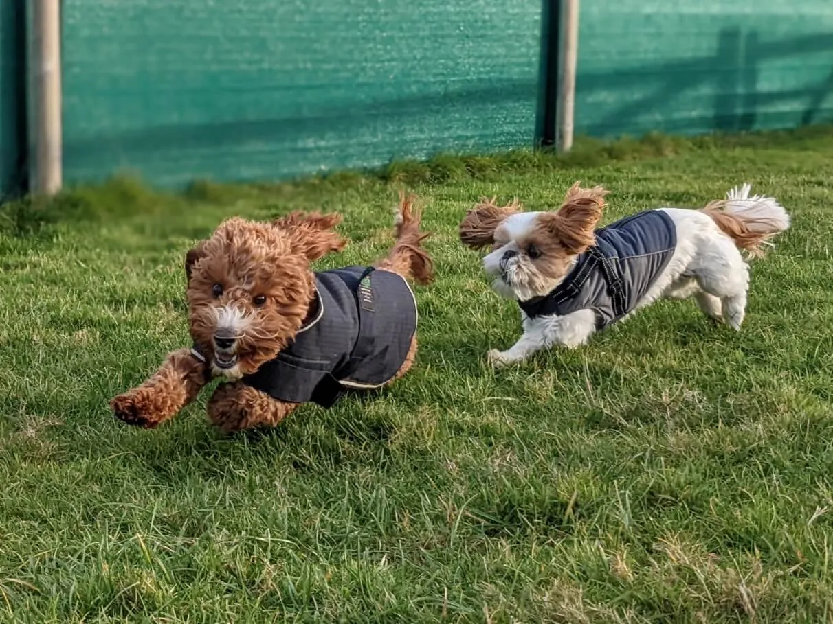 Dogs playing