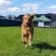 Millie running in the grass at Joey's