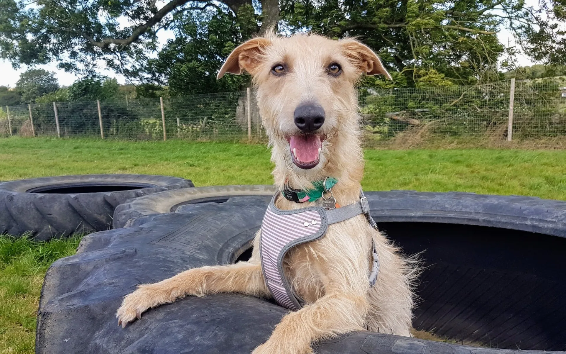A happy lurcher sitting on giant tyres in the field at Joey's Doggie Day Care