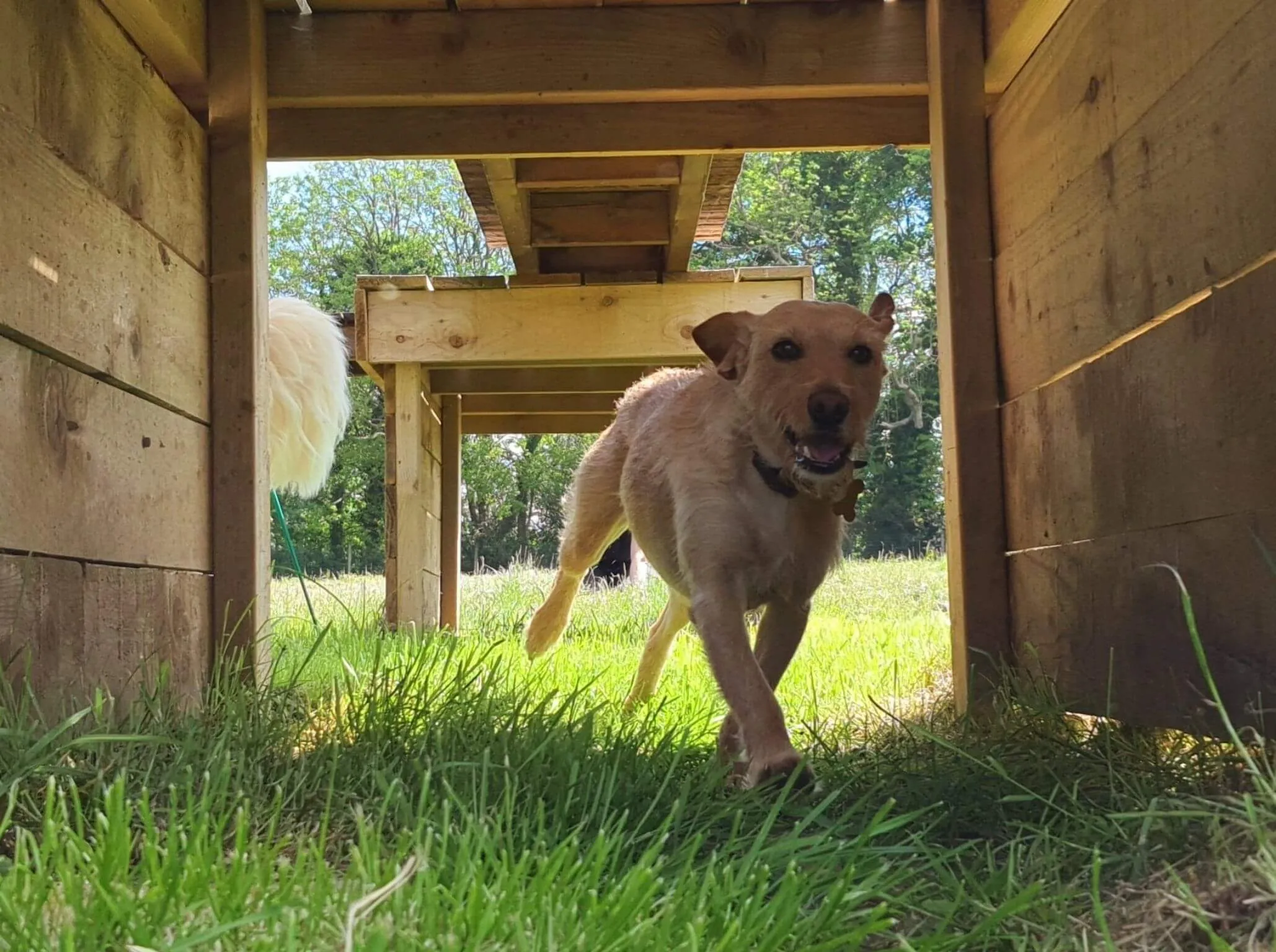 little dog having fun through tunnel