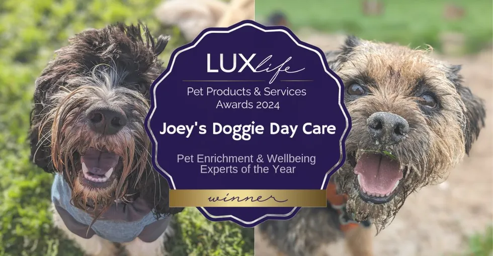 Joey's Doggie Day Care named Enrichment & Wellbeing Experts of the Year 2024 by LUXlife