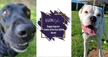 LUXlife Doggie Daycare Centre of the Year 2026 Dorset award, flanked by two happy dogs at Joey's