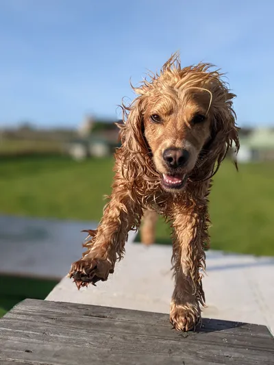 Running on top of the fort