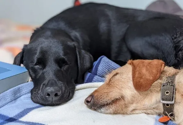 Two dogs snoozing