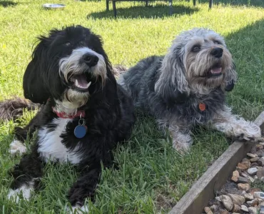 Two happy dogs