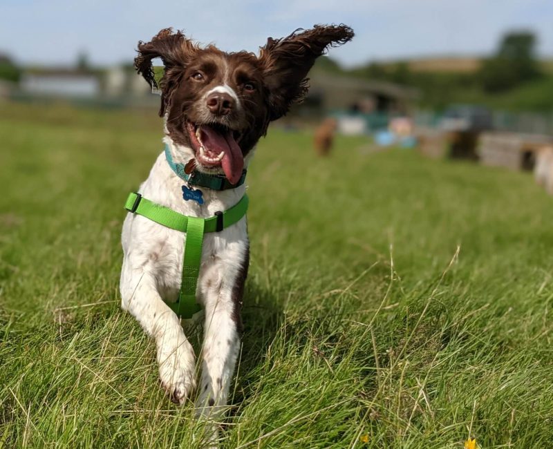 Fun loving dog