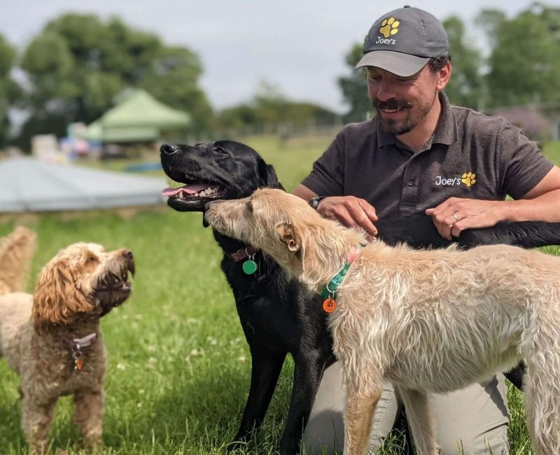 Three happy dogs having a cuddle
