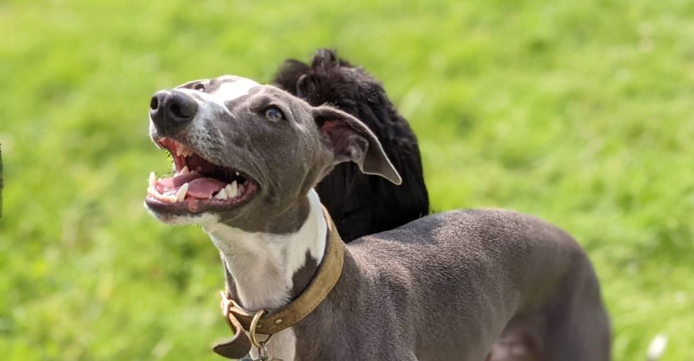 Dog smiling at day care