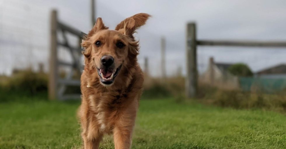Doggy Day Care Smiles