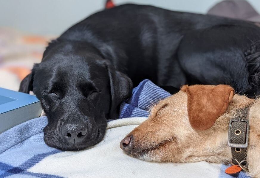 Two dogs snoozing
